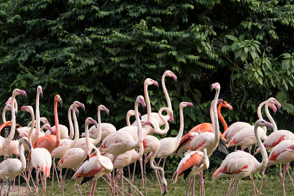 Flamingo birds standing in lake Flamingo birds standing in lake