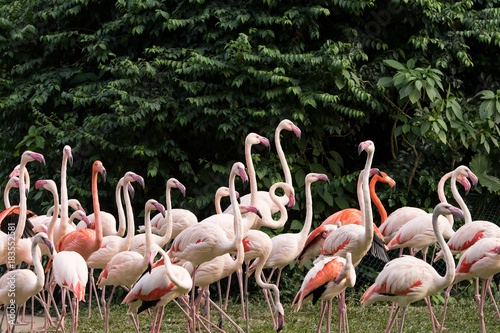 Flamingo birds standing in lake