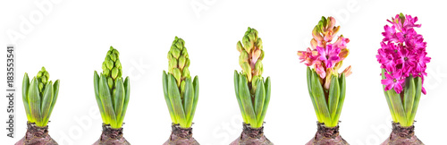 Foto Hyacinth growth stage isolated on white background