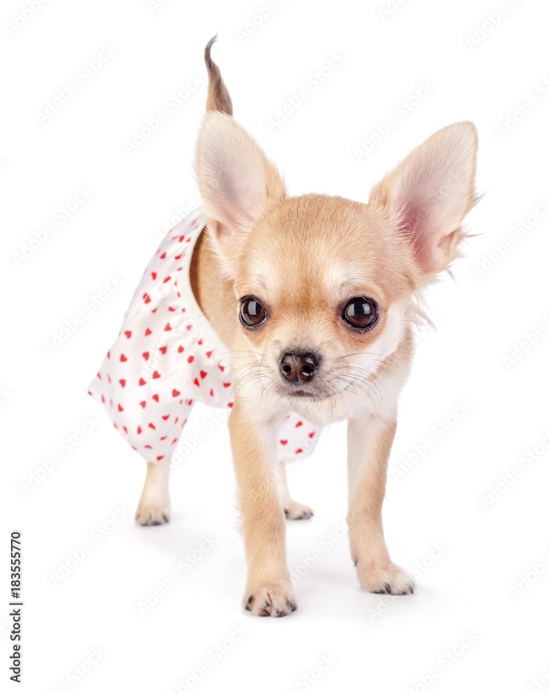 cute chihuahua puppy dressed in funny panties with red hearts standing isolated on white background 