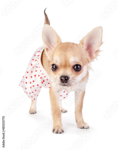 cute chihuahua puppy dressed in funny panties with red hearts standing isolated on white background  © niknikp
