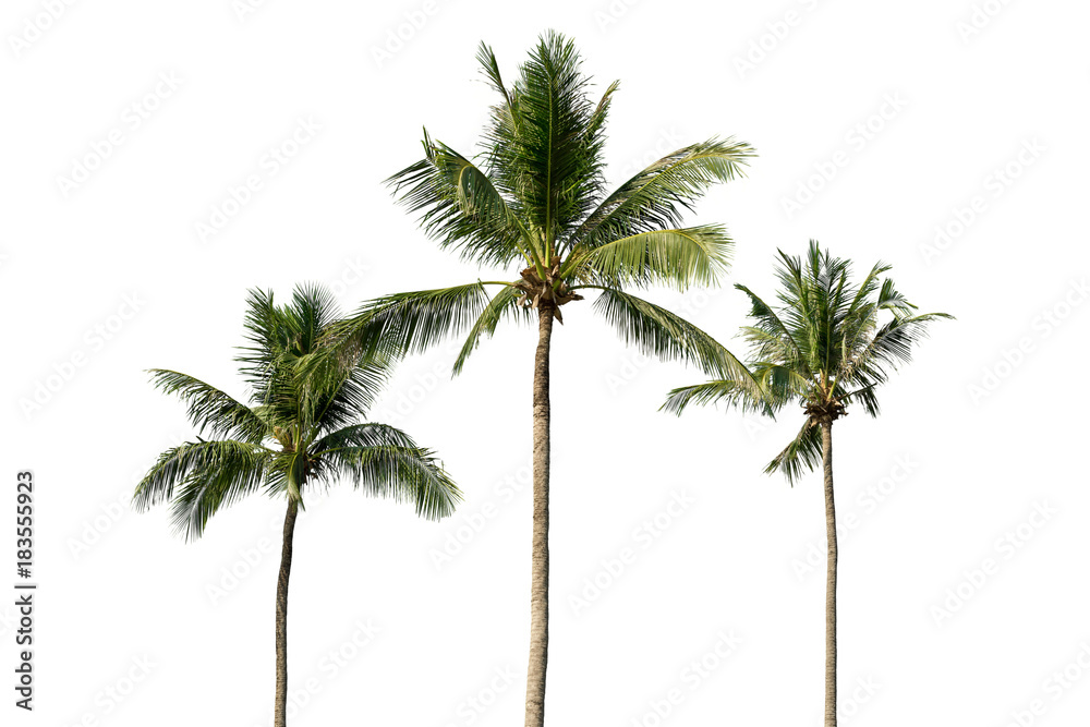 Obraz premium Palm tree isolated on white background