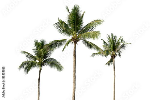 Palm tree isolated on white background