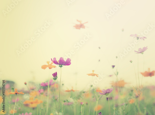 beautiful garden flowers © kamonrat