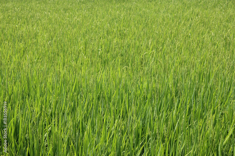 Rice Plant Rice Plant