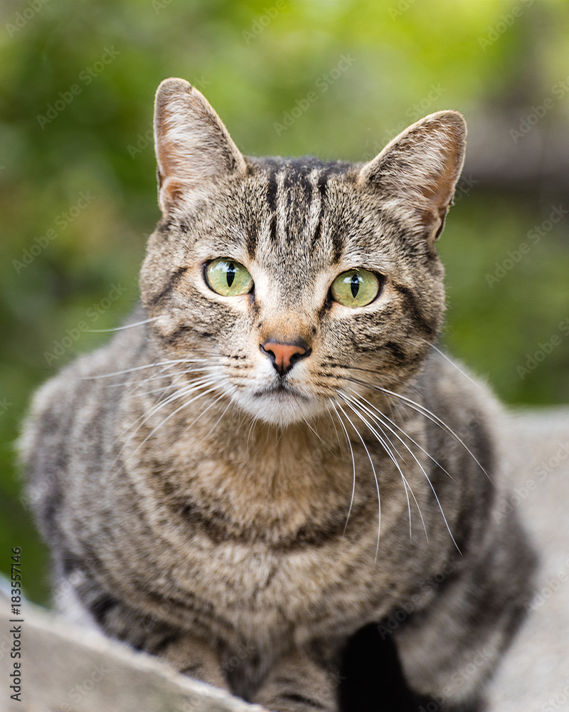 A green eyed tabby cat sits on a block fence.