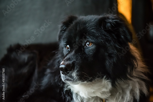 Portrait of a black and white dog at home.