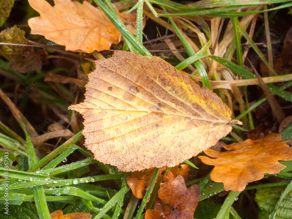 Obraz premium dead brown leaf autumn fallen on green grass background wet rain