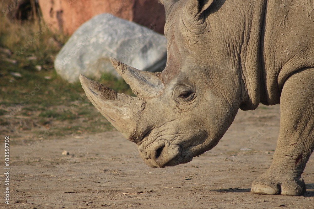 Obraz premium rhino head shot