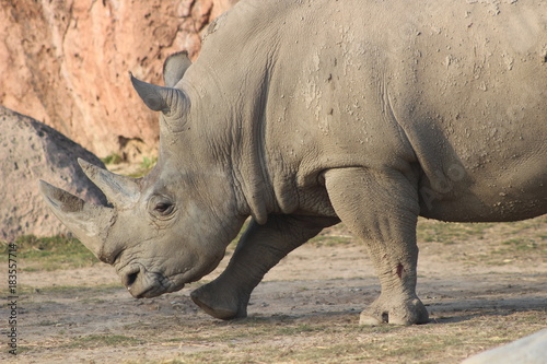 elegant rhino