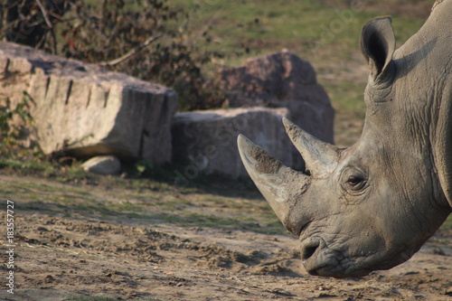 rhino horn  © mynewturtle
