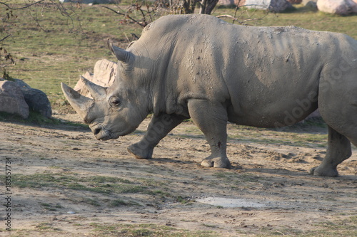 rhino portrait