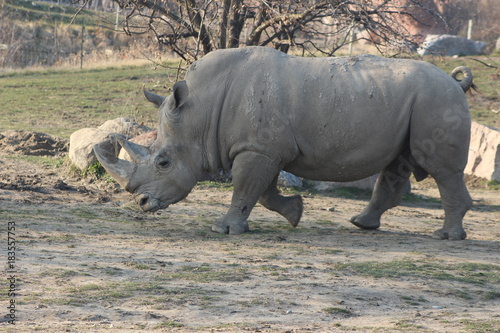 conservation efforts for endangered rhino