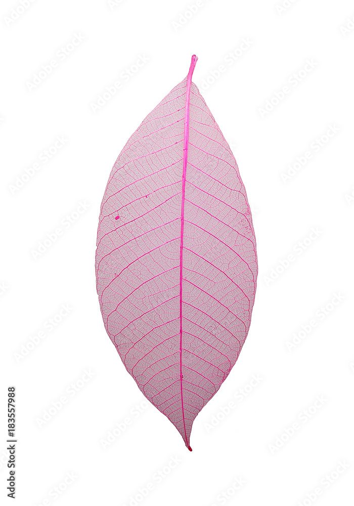 Light Pink Skeleton mahogany tree leaf isolated Light Pink Skeleton mahogany tree leaf isolated
