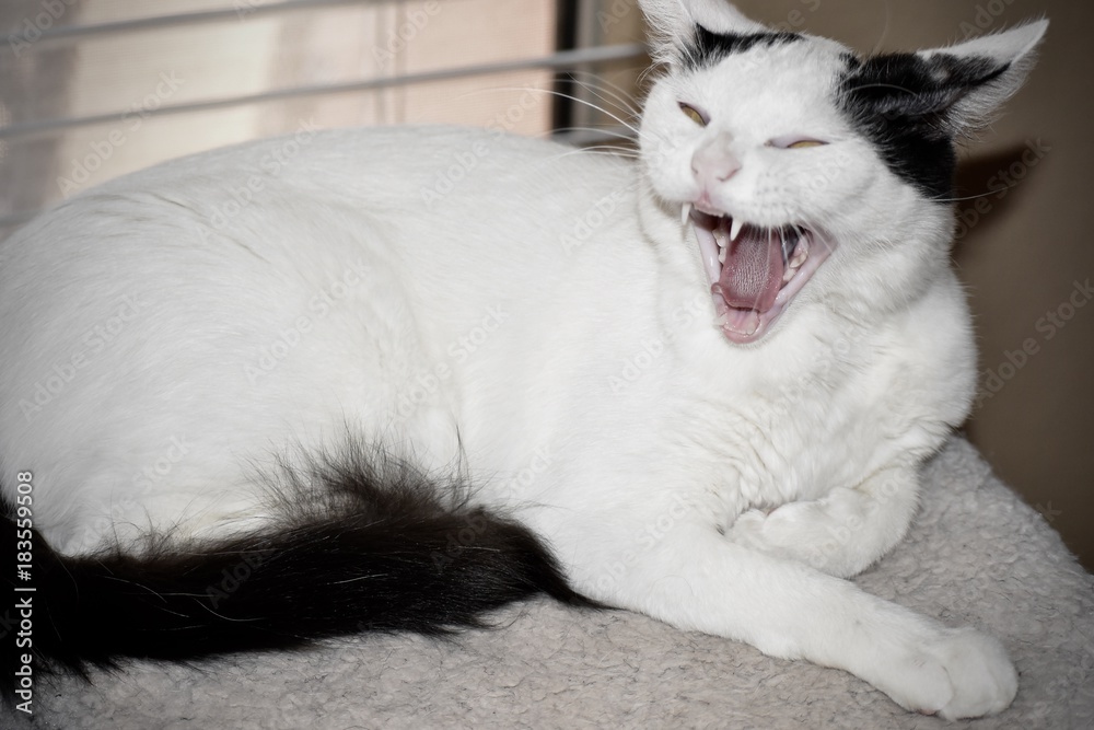 Fototapeta premium bite me