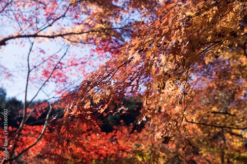 紅葉と青空