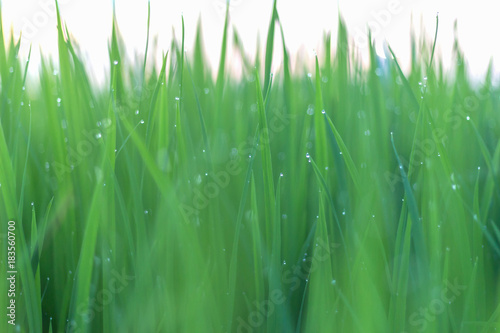 Dew on green leaves of rice plant. bokeh and blur of rice plant background.