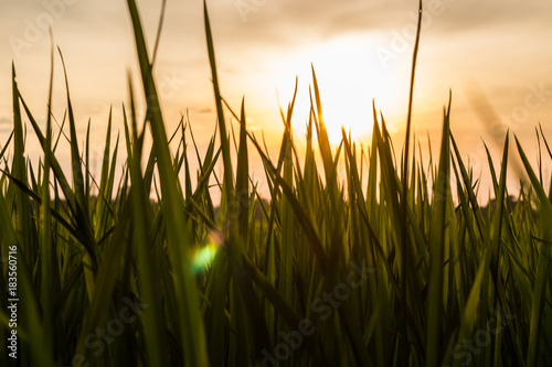 Leaves of rice plant and sunlight.