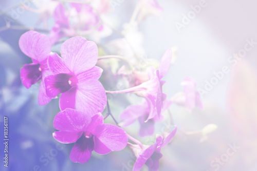 Orchid flower blooming soft pastel background © NAKHARIN