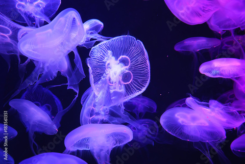 Schilderij op canvas Group of light purple jellyfish