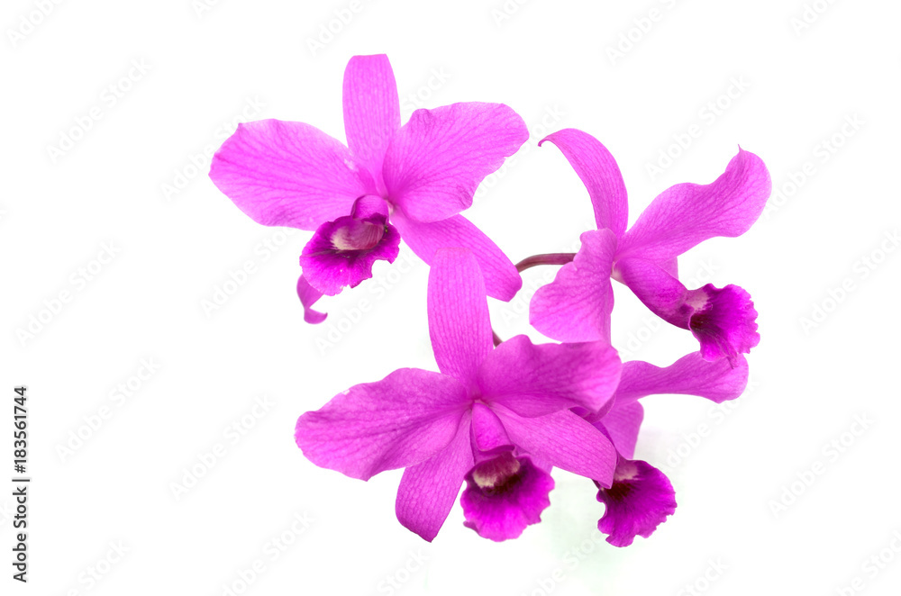 Group of pink orchid