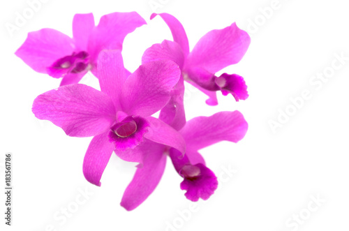Fototapeta Naklejka Na Ścianę i Meble -  Group of pink orchid