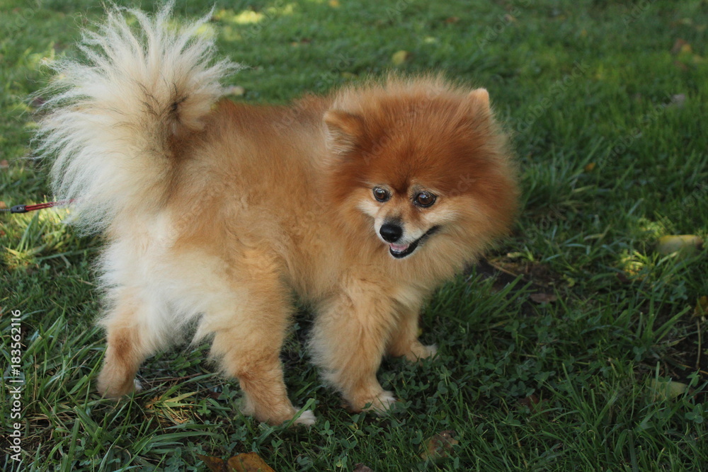 Brown pomeranian dog looking away on green grass background Brown pomeranian dog looking away on green grass background