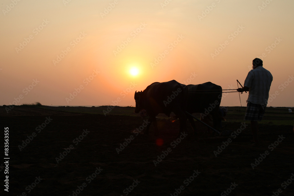 Silhouette A Person Watering To seeds in the field