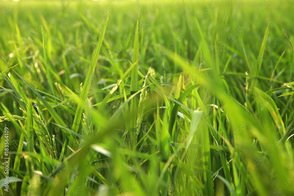 Obraz premium Young rice ears in the green field.