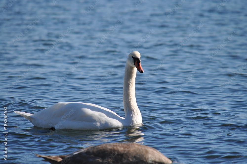 Schwan am Schwan am