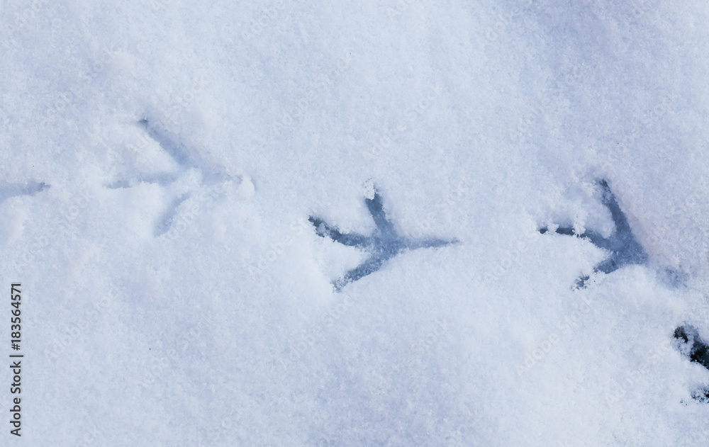 bird footprints in snow