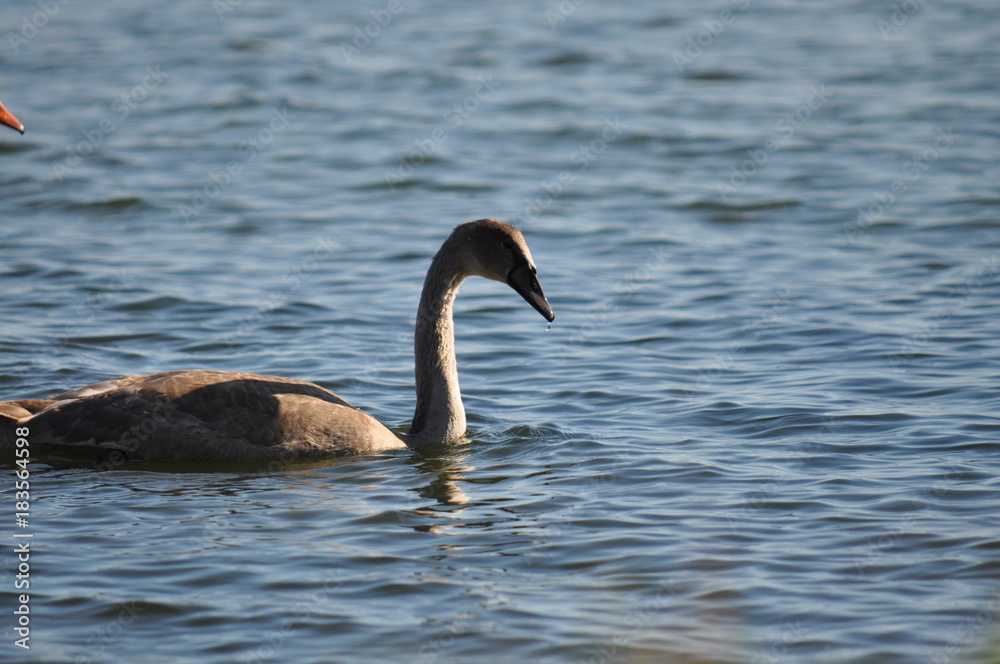 Einsamer Schwan am Einsamer Schwan am