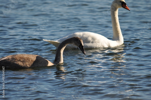 Schwanenfamilie am 