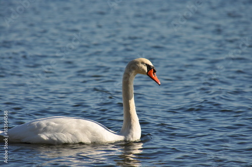 Schwan am "Gelben Ufer" in Zudar auf Rügen