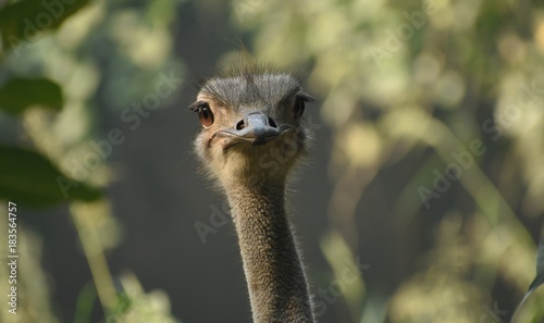 The Ostrich 