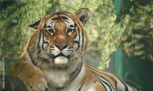 The Royal Bengal Tiger