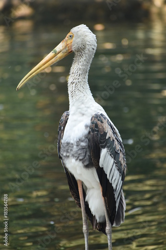 Painted Stork