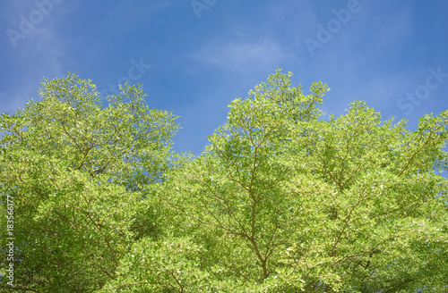 looking up in a green leaves background and clouds on blue sky