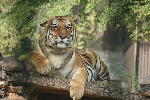 The Royal Bengal Tiger