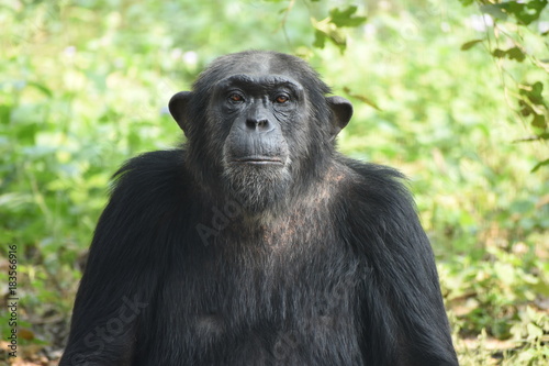 The Chimpanzee © SURENDRA SINGH