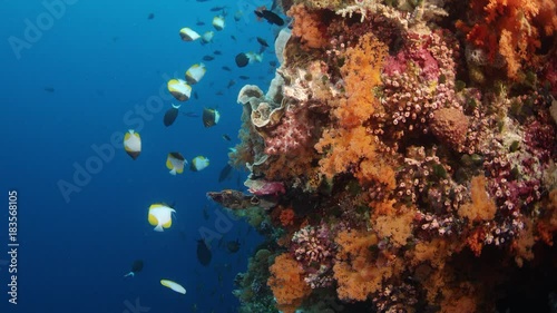 A swarm of Pyramid butterflyfish, Hemitaurichthys polylepis swims in the coral reef, , WAKATOBI, Indonesia. slow motion photo
