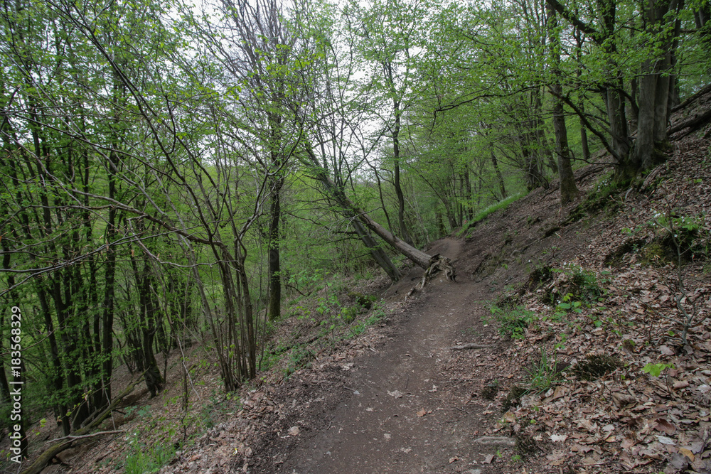 Fairytale forest trail Fairytale forest trail