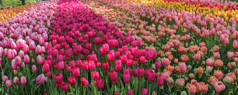 Various pink tulips Various pink tulips