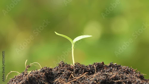 Watering eggplant plants agriculture, 4k video