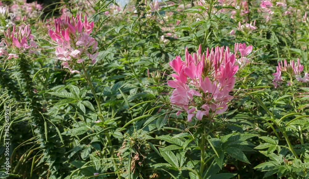 Obraz premium Beautiful spider flower in the garden.