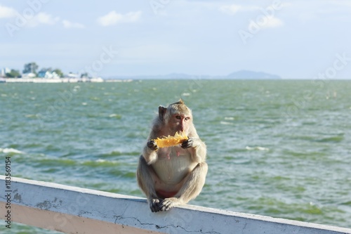 Monkey eating mango on the sea shore.