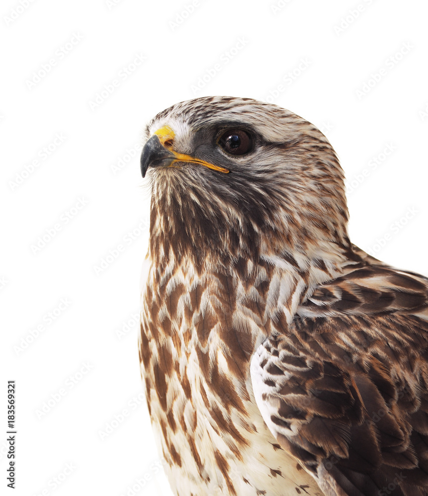 Eagle brown sitting isolated at the white Eagle brown sitting isolated at the white