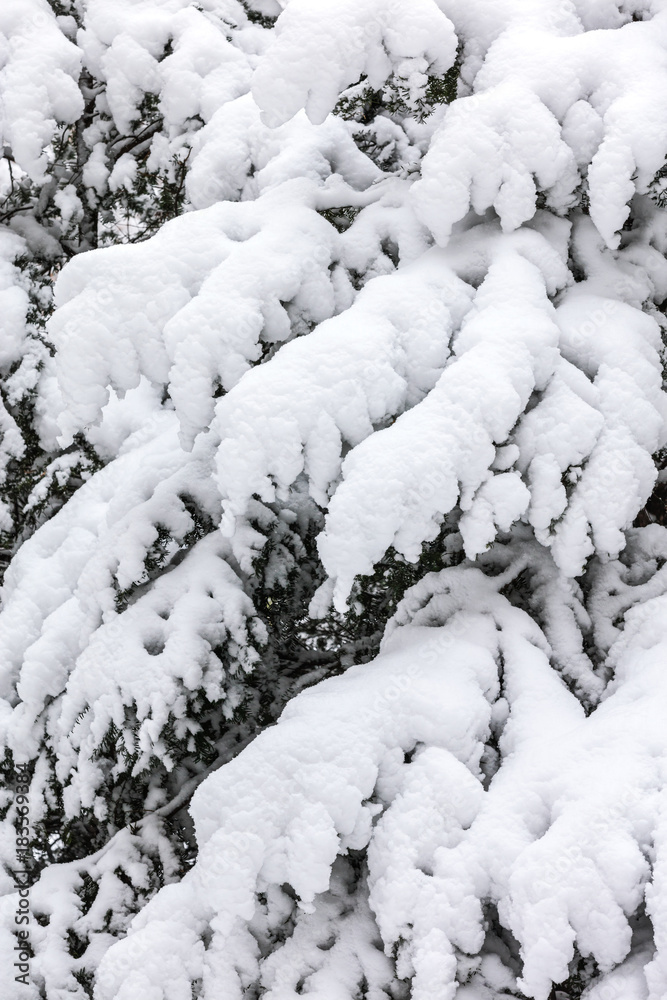 snow covered fir tree branches at winter season. winter background with snowy trees. snow covered fir tree branches at winter season. winter background with snowy trees.