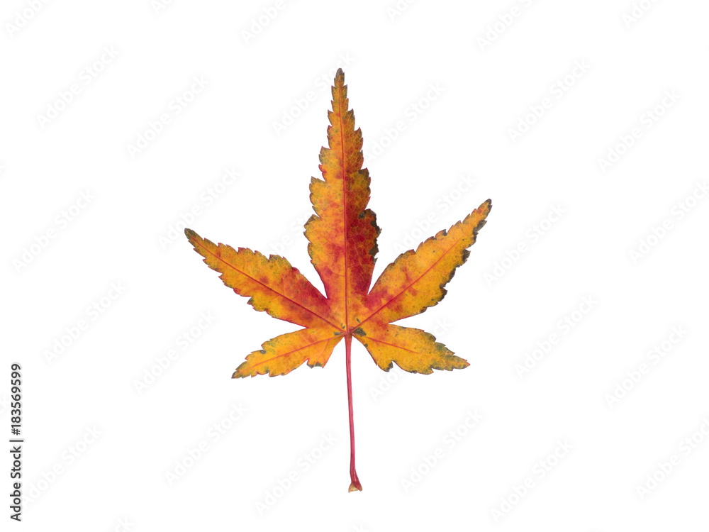 紅葉したカエデの葉 紅葉したカエデの葉