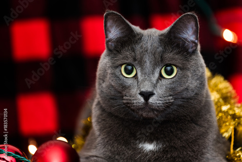 Grey Cat with Red and Black Background - Christmas © Derek